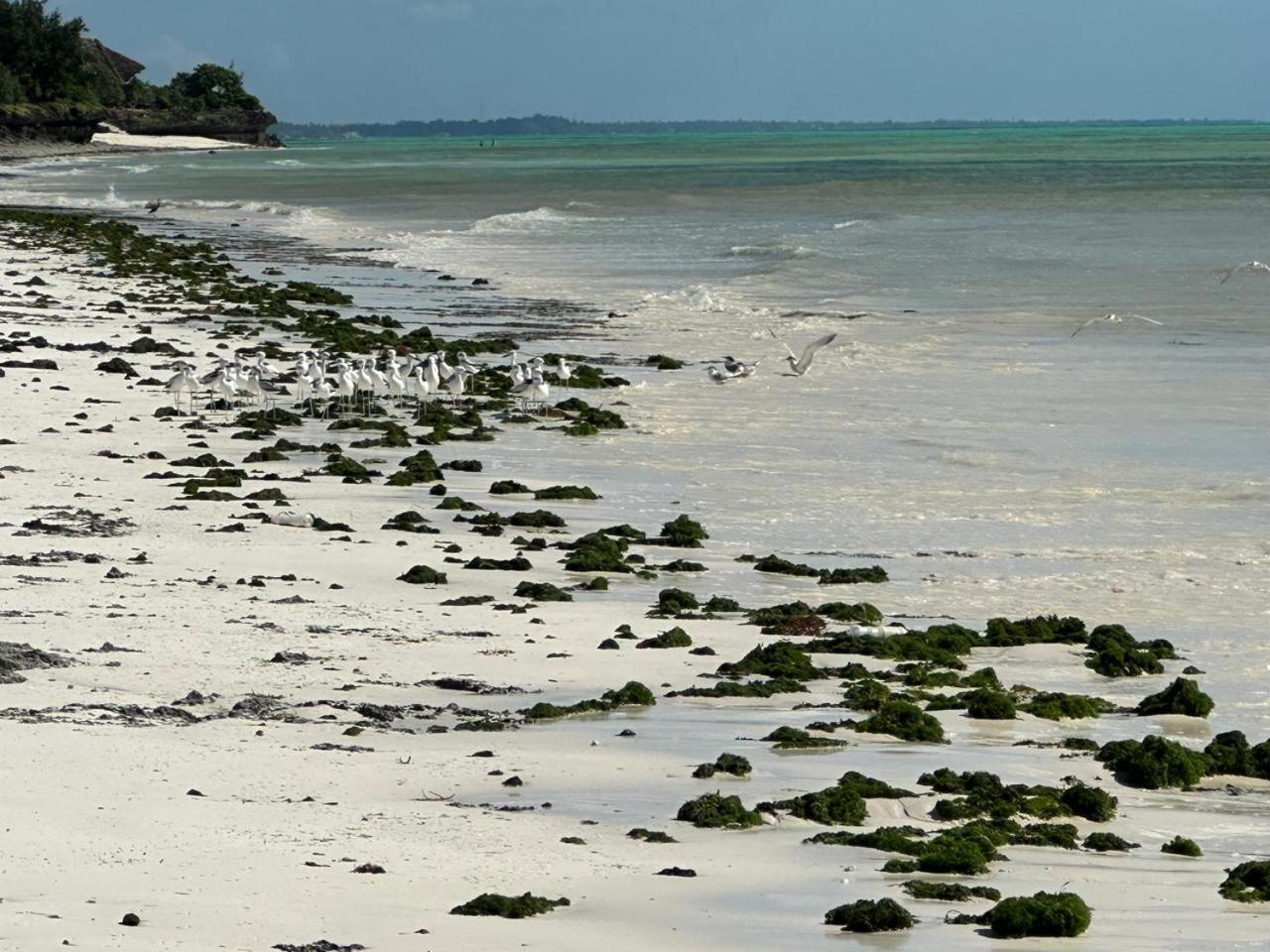 Villa Serenity, Tanzania Unforgettable Paje Luaran gambar